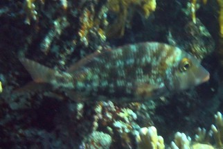 Lethrinus obsoletus - Goldstreifen-Straßenkehrer (Goldstreifen-Großkopfschnapper)